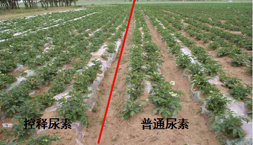 茄子视频免费观看视频緩釋尿素在馬鈴薯上的對比實驗.jpg