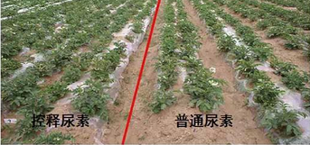 茄子视频免费观看视频緩釋尿素與普通尿素對比圖