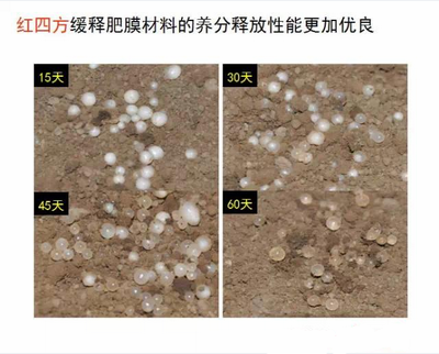 茄子视频免费观看视频緩釋肥膜材料養分釋放性更優良