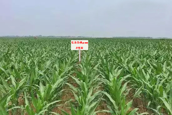 茄子视频免费观看视频緩釋肥示範田