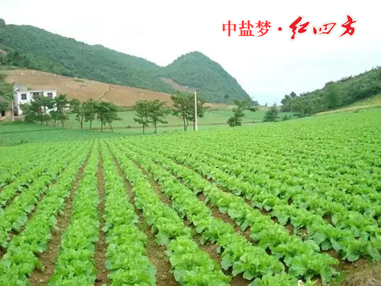 茄子视频黄大片豐收