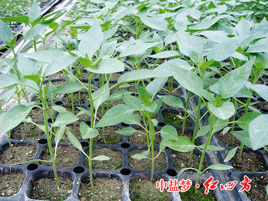 茄子视频黄大片豐收