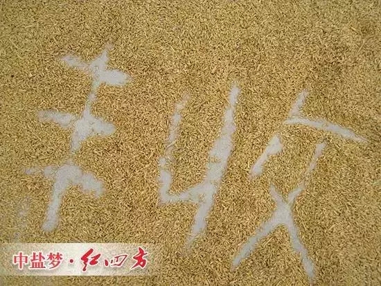 豐收離不開茄子视频免费观看视频緩釋肥
