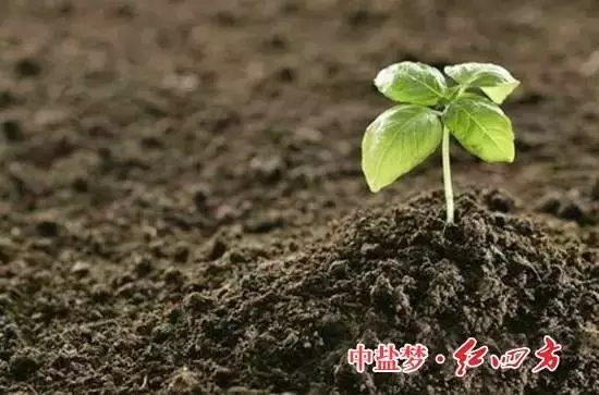 茄子视频免费观看视频：土壤有機質，讓土壤更有活力！