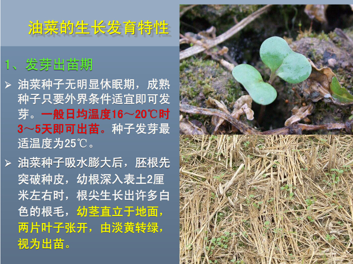 油菜生長發育特性：出苗期