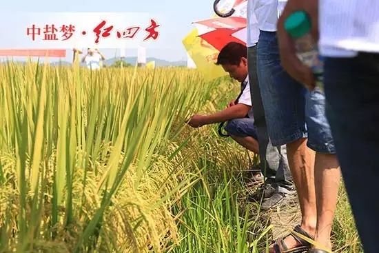 水稻豐收圖