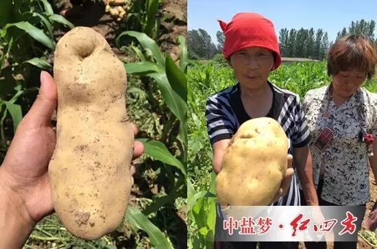 施用高塔硝硫基複合肥的土豆長勢較好