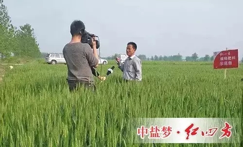 緩釋肥示範田裏，大戶正接受安徽電視台采訪